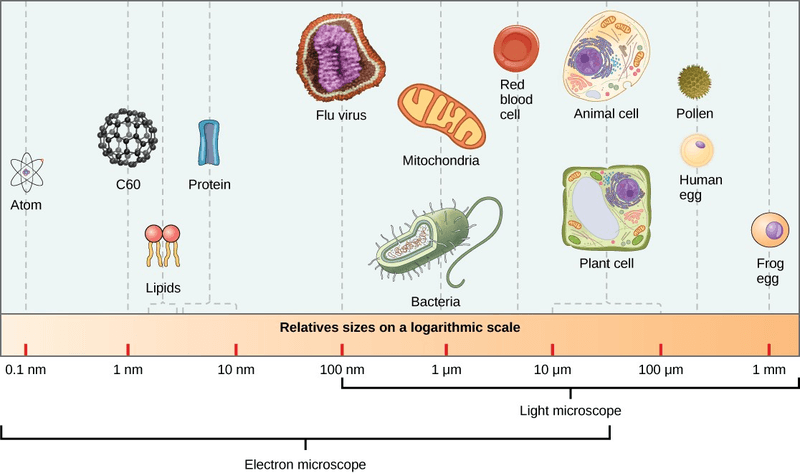 Prokaryotes are 1–10 µ m.