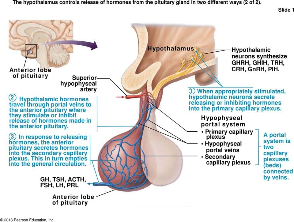 page: Hypophyseal portal system is a blood vessel system that directly connects the hypothalamus with the anterior pituitary.