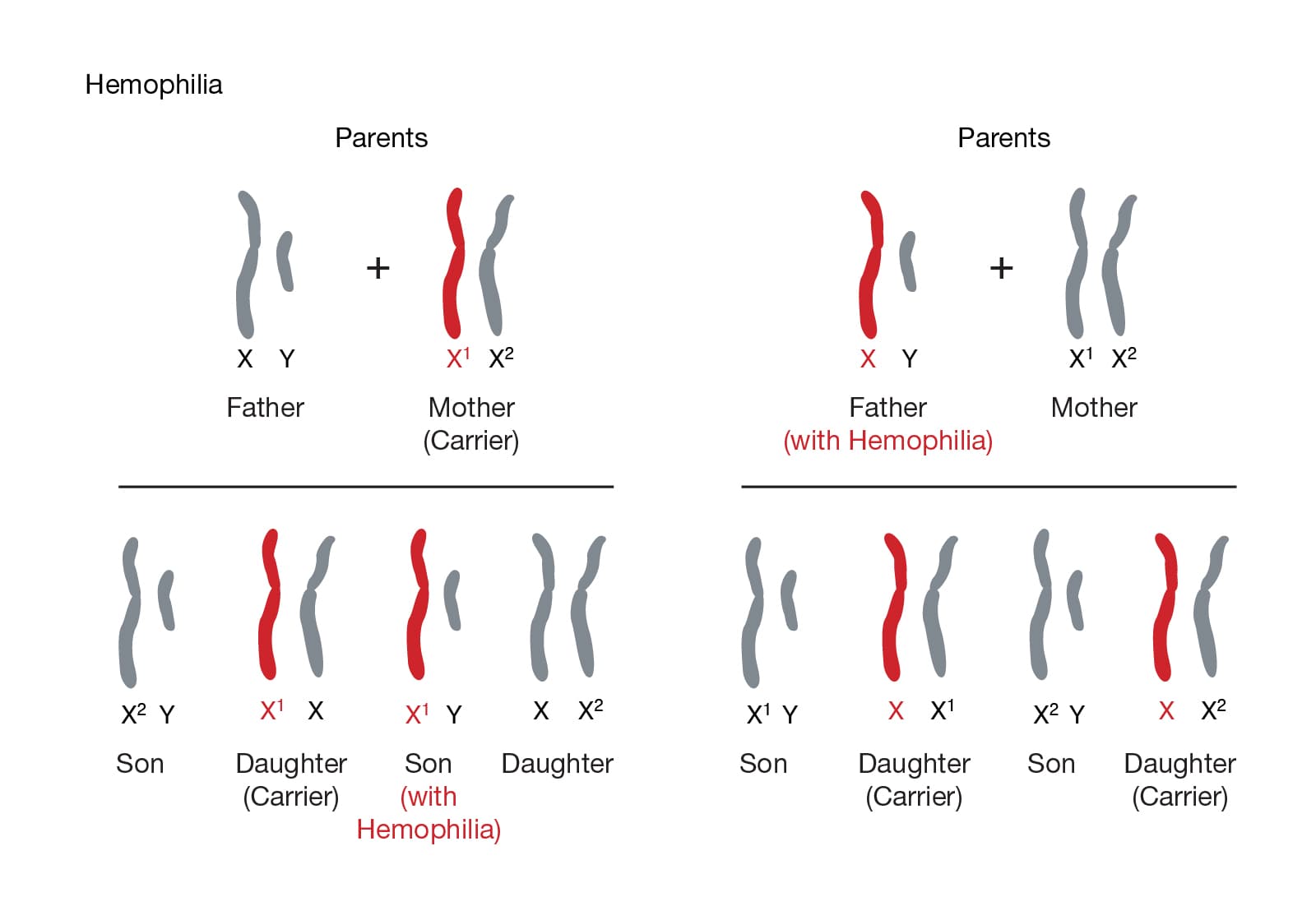 sex linked: Mutations in the X chromosome causes sex-linked disorders.
