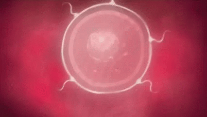 tenor: Fertilization is the joining of a sperm and an ovum.