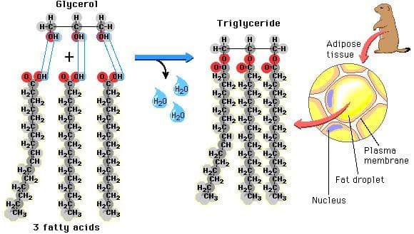 Triglycerides contain three fatty acid chains esterified to a glycerol molecule.