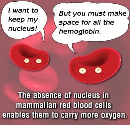 Why do red blood cells extrude their mitochondria during development? Answer: Maximizing volume available for hemoglobi…