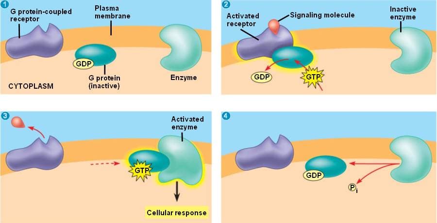 The activated α subunit of G proteins alters the activity of adenylate cyclase or phospholipase C.
