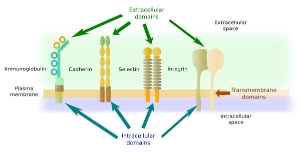 2 matriz extracelular mas: Cell–cell junctions are generally comprised of cell adhesion molecules (CAM).