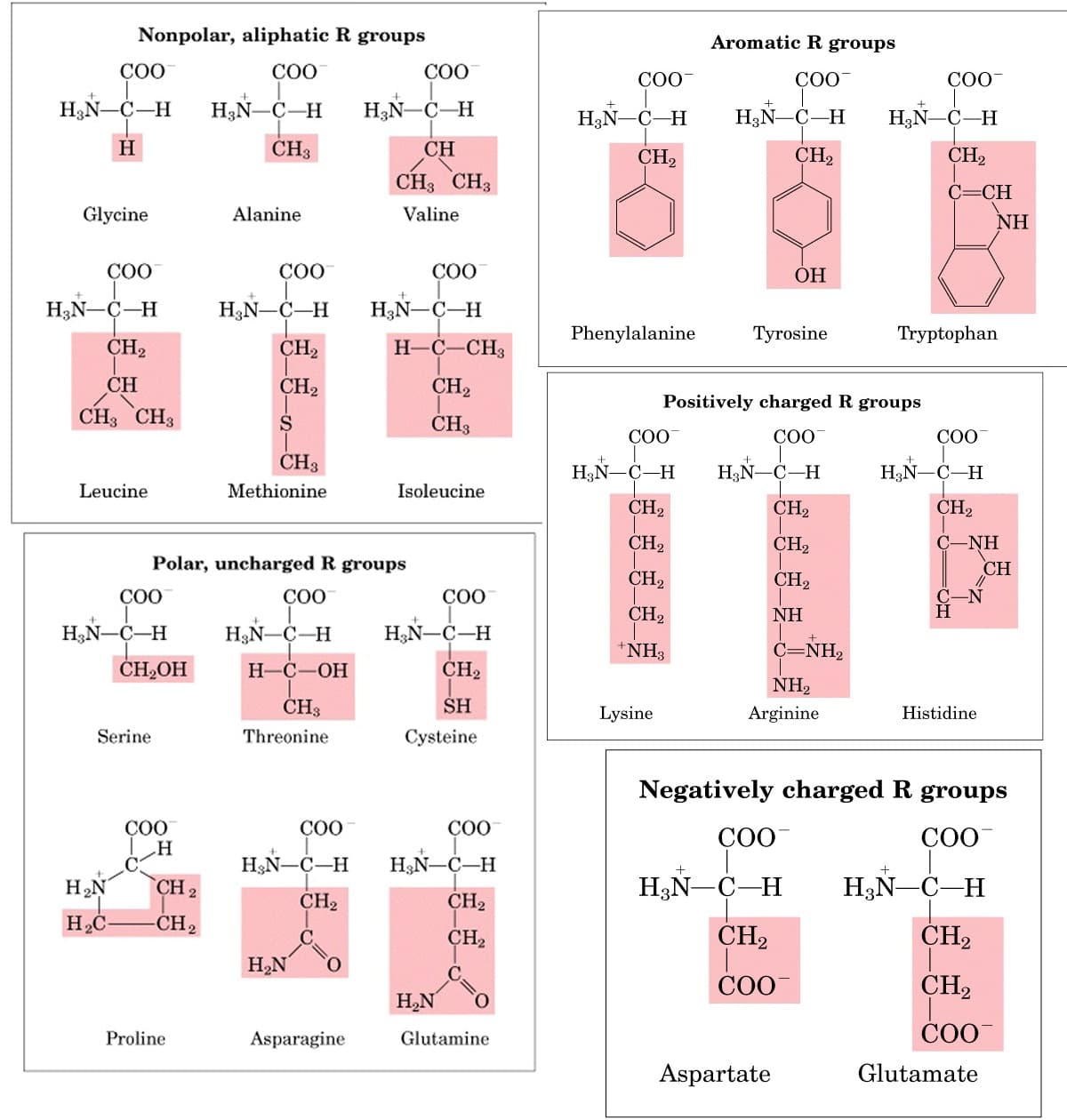 20 types of amino acids1: Amino acid side chains can be polar or nonpolar, aromatic or nonaromatic, charged or uncharged.