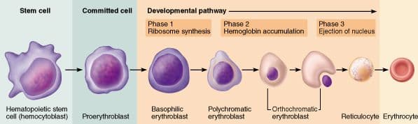 In red blood cells, glycolysis represents the only energy-yielding pathway available.