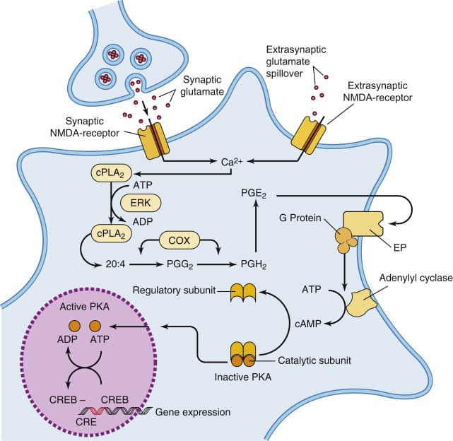 Prostaglandins have powerful effects on smooth muscle contraction, body temperature, the sleep–wake cycle, fever, and p…