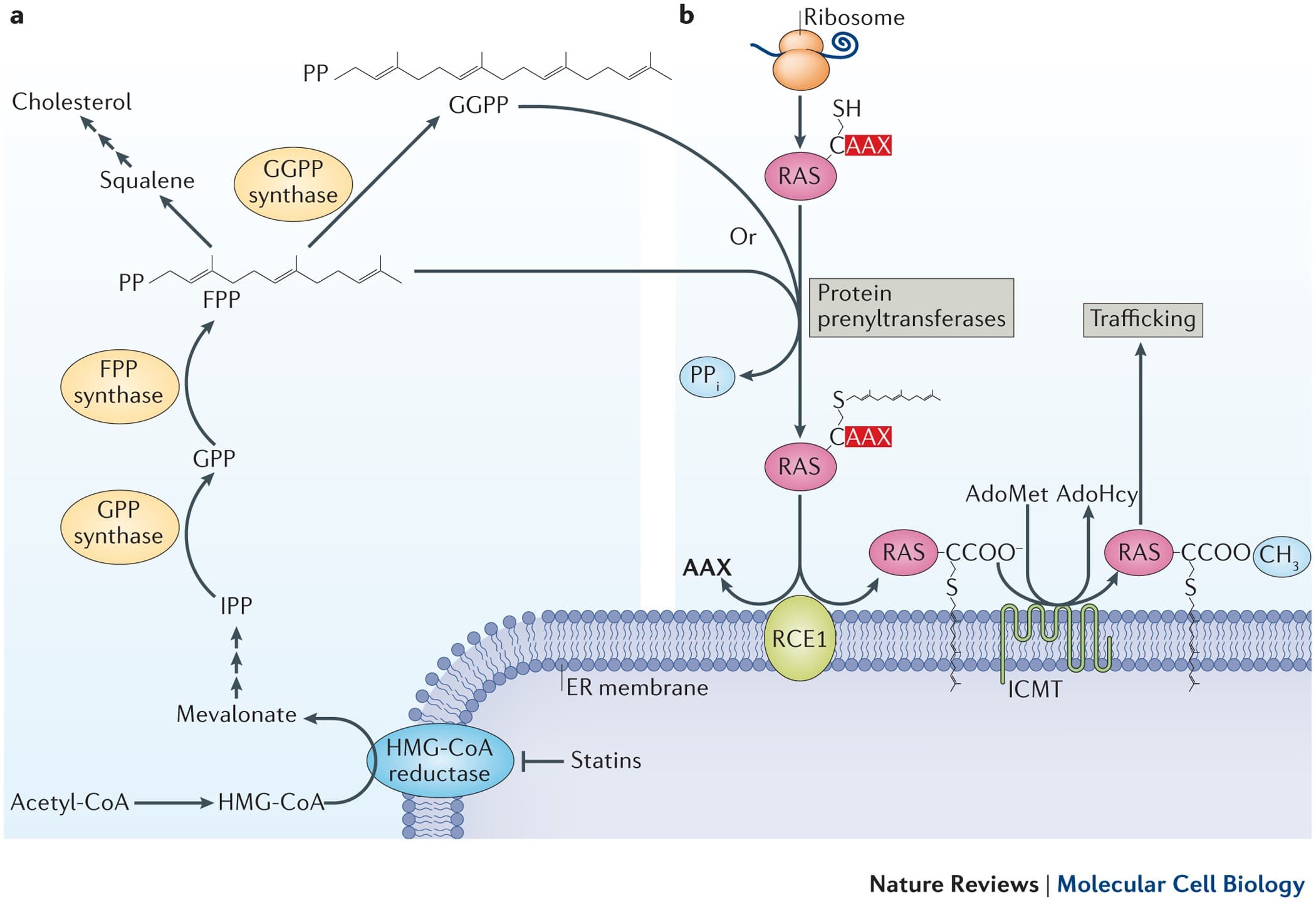 Prenylation — addition of lipid groups to certain membrane-bound enzymes.