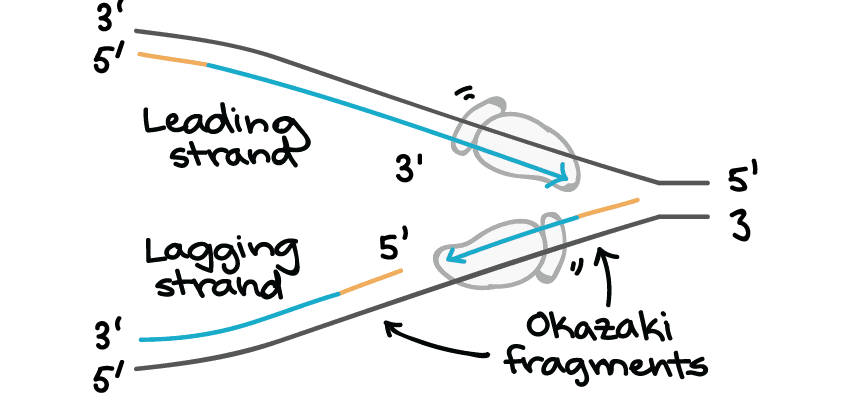 DNA polymerases read the template DNA 3′ to 5′ and synthesize the new strand 5′ to {{1::3}}′.