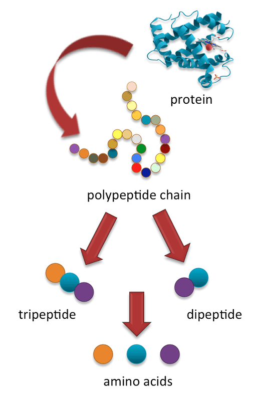 Dipeptides have two amino acid residues.