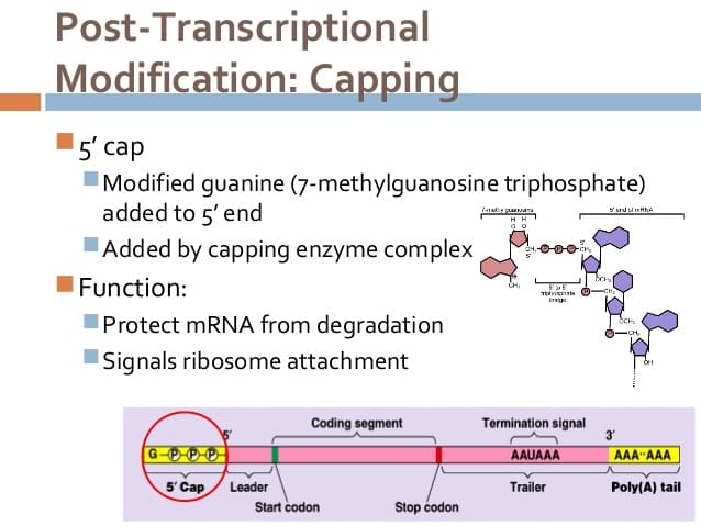 5 Prime Cap: The 5' cap on mRNA is made up of 7-methylguanosine. The poly-A tail is made up of adenine nucleotides.