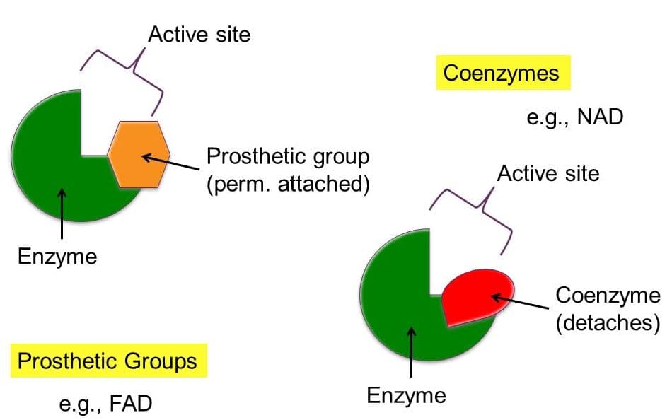 Tightly bound cofactors or coenzymes that are necessary for enzyme function are known as prosthetic groups.