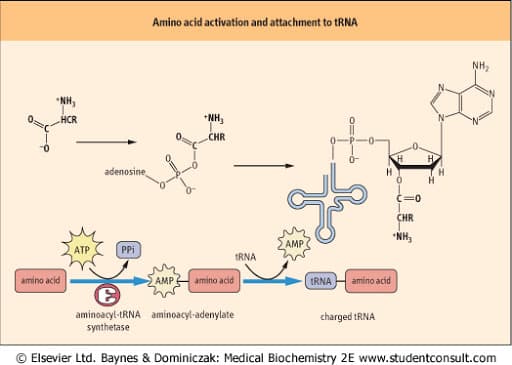 The aminoacyl-tRNA synthetase transfers the activated amino acid to the 3′ end of the correct tRNA.
