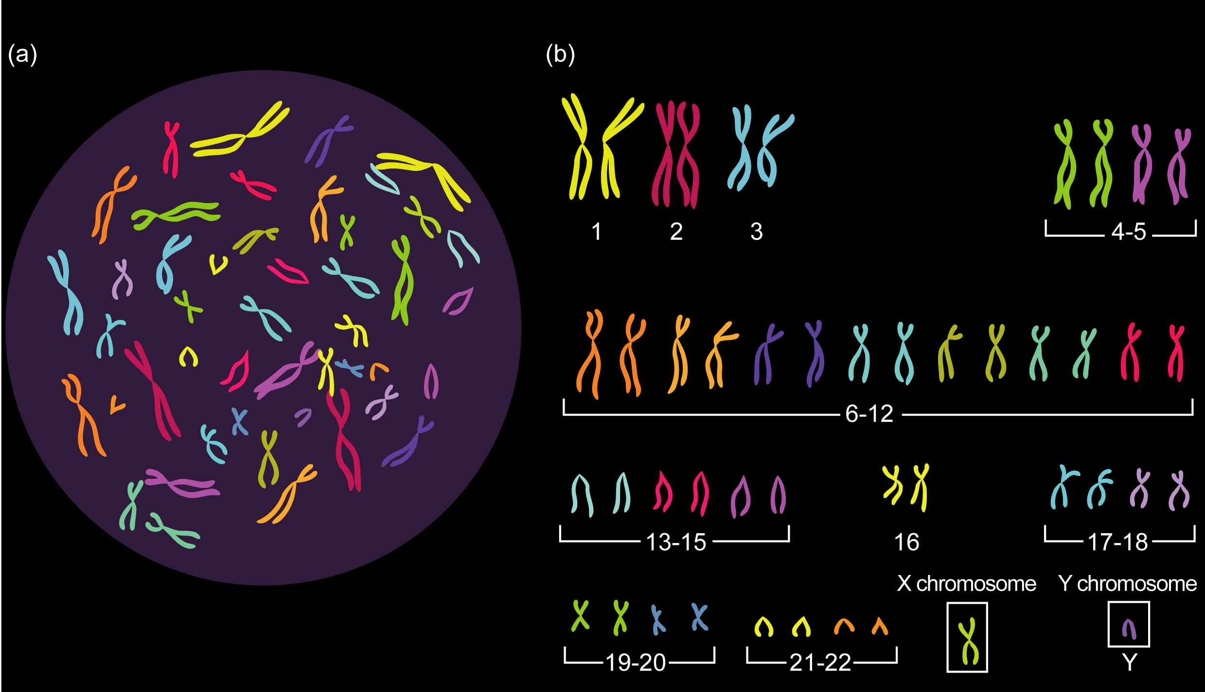 DNA is organized into 46 chromosomes in human cells.