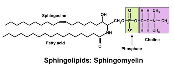 8 13 IVD Antibodies for Sphingomyelin Marker 1: One type of sphingolipid, called sphingomyelin, has a phosphate group attached to the sphingosine backbone and…