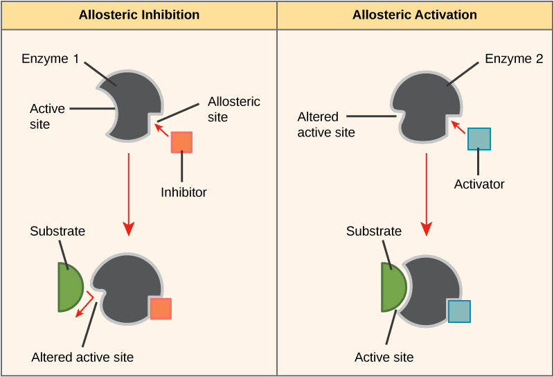 Allosteric sites can be occupied by activators, which increase either affinity or enzymatic turnover.