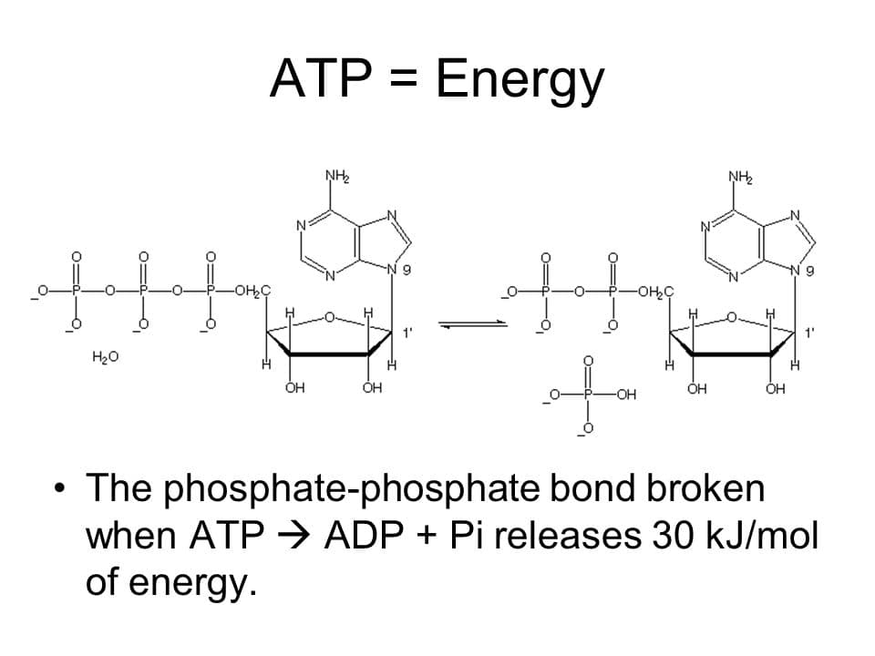 ATP Energy: When the terminal phosphate linkage in ATP is broken using water, 30 \(\frac{kJ}{mol}\) of energy is released.