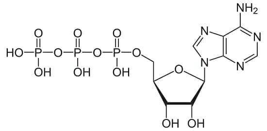 ATP Structure: The above molecule is known as ____.