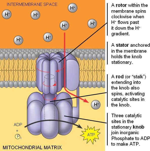 ATP Synthase: Chemiosmosis is the movement of ions across a semipermeable membrane , down their electrochemical gradient.