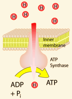 ATP Synthase: The proton-motive force is the proton electro chemical gradient generated by the electron transport chain across the in…