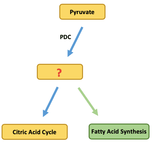 Acetyl CoA: When pyruvate undergoes ____, it is converted to Acetyl-CoA.