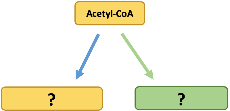 Acetyl CoA Fate: Acetyl-CoA feeds into the following two processes: ____