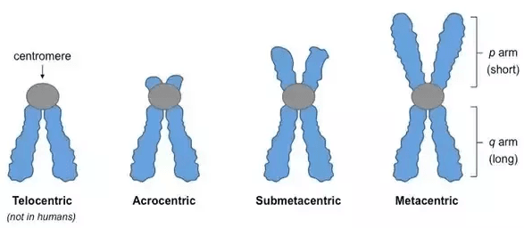 A/an acrocentric chromosome is one in which the centromere is located near one end of the chromosome and not in the mid…