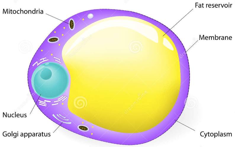 Adipocytes are cells used for storage of triacylglycerol deposits