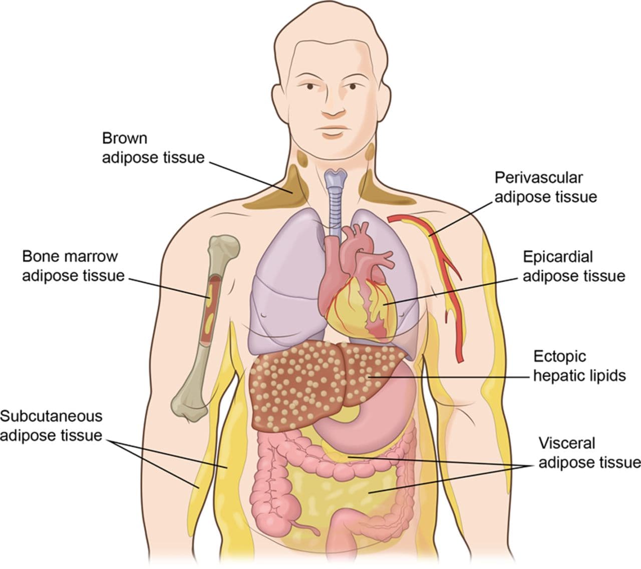 Triglyceride storage in adipose tissue comprises the principal energy reserve in mammals.