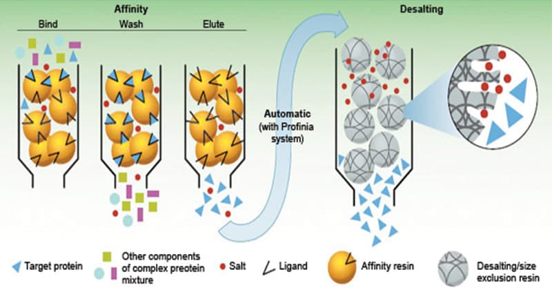 Affinity chromatography uses a bound receptor or ligand and an eluent with free ligand or a receptor for the protein of…