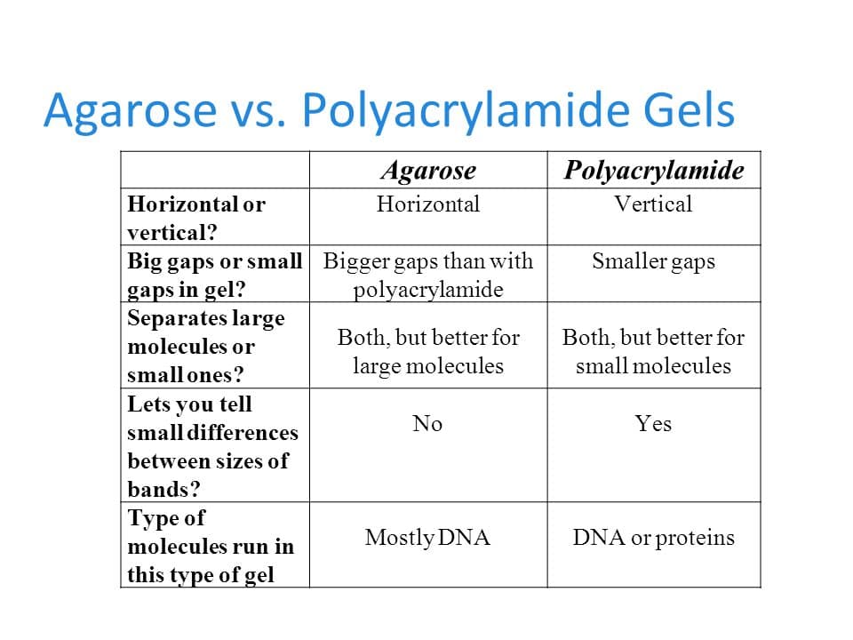 Agarose vs Polyacrylamide: In gel electrophoresis: Agarose gel has large pores so it is used to separate nucleic acids . Polyacrylamide gel has sm…