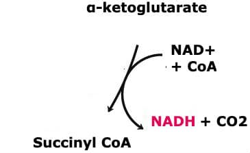 Alpha Ketoglutarate Dehydrogenase Complex: The above reaction is from the citric acid cycle. The enzyme that catalyzes this reaction is ____.