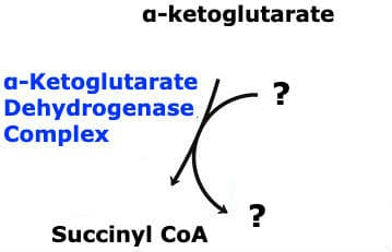 Alpha Ketoglutarate Dehydrogenase Complex Reactants: The above reaction is from the citric acid cycle. This reaction requires ____.