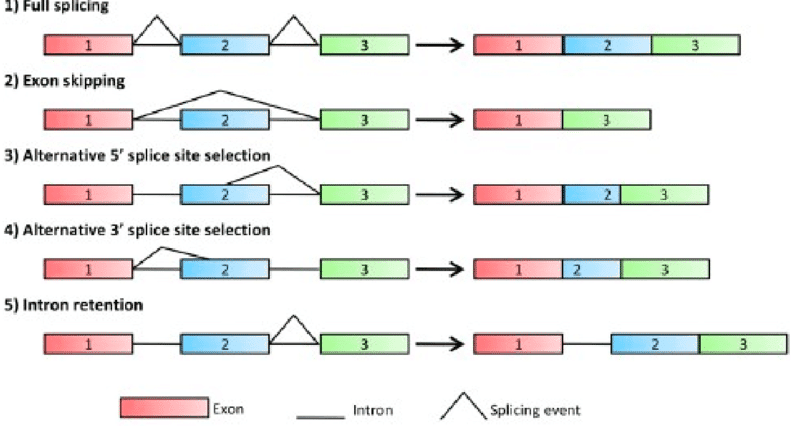 Alternative splicing is a regulated process during gene expression that results in a single gene coding for multiple pr…