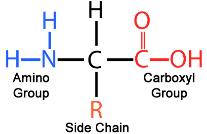 Amino Acid 1: Amino acids are simple organic compounds containing both a/an carboxyl (—COOH) group and a/an amino (—NH 2 ) group.