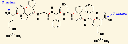 The amino acid sequence of a peptide chain is written N-terminus to C-terminus.