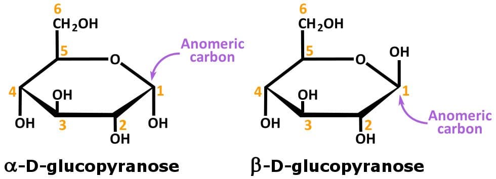 A/an anomeric carbon is a carbon that, in the acyclic form, is not a stereocenter , but once it takes on the cyclic for…