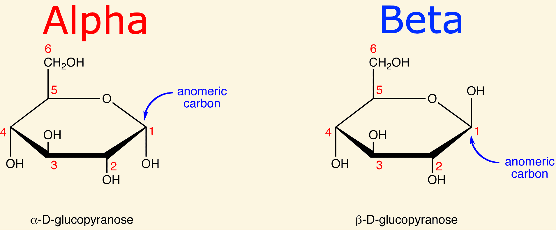 Anomers: A/an β-anomer is an anomeric carbon with the group pointing up .