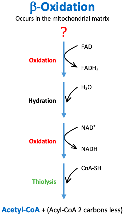 Beta Oxidation Acyl CoA: Beta oxidation starts with the oxidation of ____.