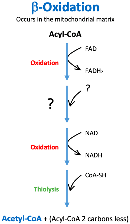Beta Oxidation Hydration: The second step of beta oxidation is a/an ____.