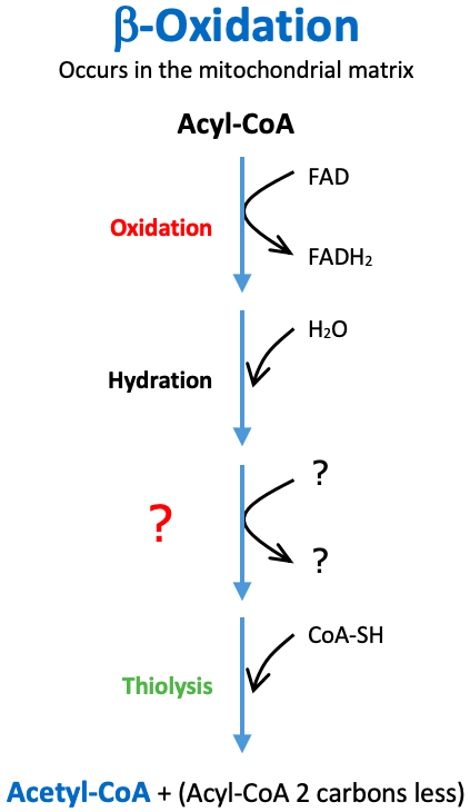 Beta Oxidation Oxidation: The third step in beta oxidation is a/an ____.