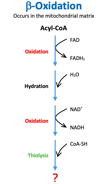 Beta Oxidation Products: The two main products of beta oxidation are a____.