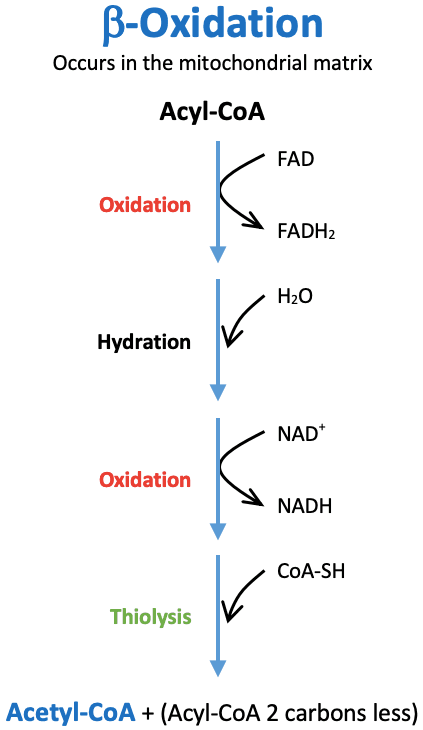 Beta oxidation is the process by which fatty acids are oxidized and broken down.