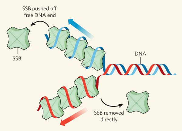 Unwound strands are kept from reannealing or being degraded by single-stranded DNA-binding proteins.