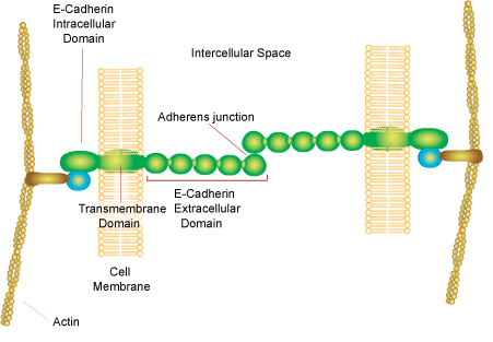 Cadherins are calcium dependent glycoproteins that hold similar cells together .