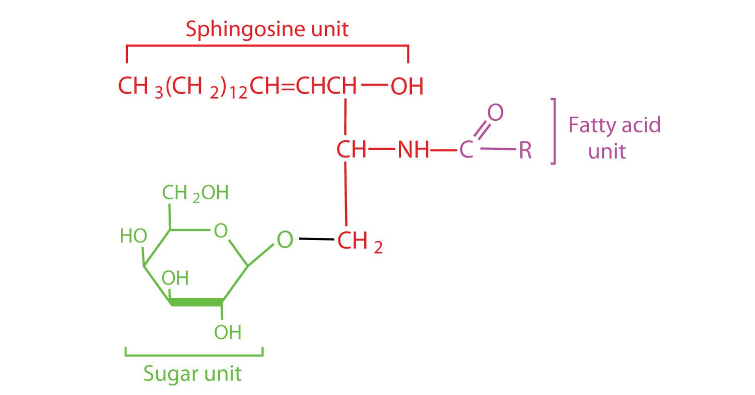 Cerebroside: Glycosphingolipids are a subtype of glycolipids and contain a sphingosine, fatty acid, and a sugar unit