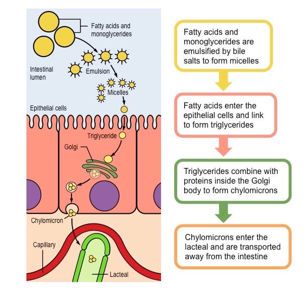 Long -chain fatty acids are absorbed as micelles and assembled into chylomicrons for release into the lymphatic system.