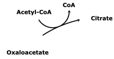 Citrate Synthase: The above reaction is from the citric acid cycle. The enzyme that catalyzes this reaction is ____.