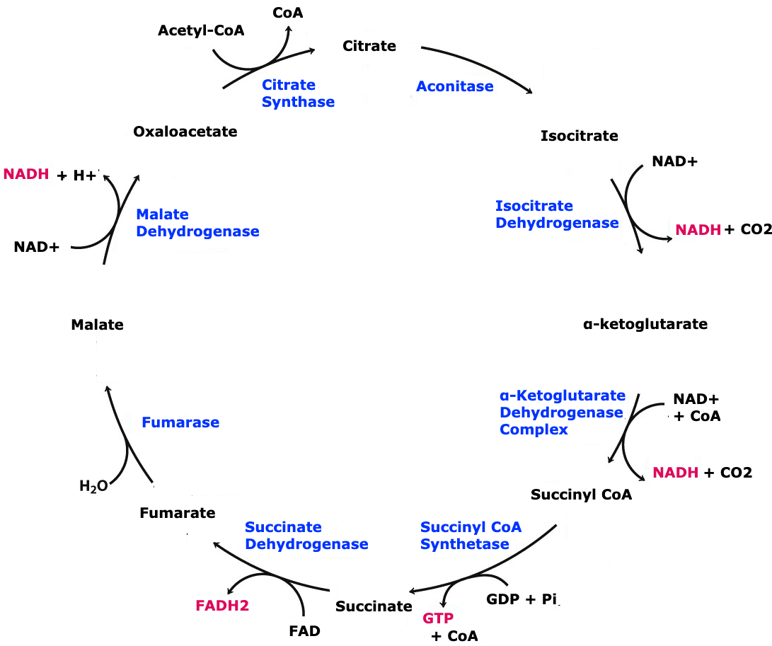 The citric acid cycle is a series of reactions that oxidizes acetyl-CoA.
