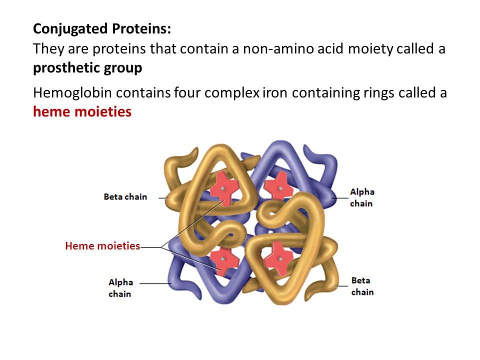 Proteins with covalently attached molecules are termed conjugated proteins.